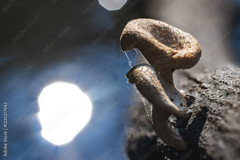 Obraz premium Fungi on Wood (Latin Name: Polyporus squamosus)