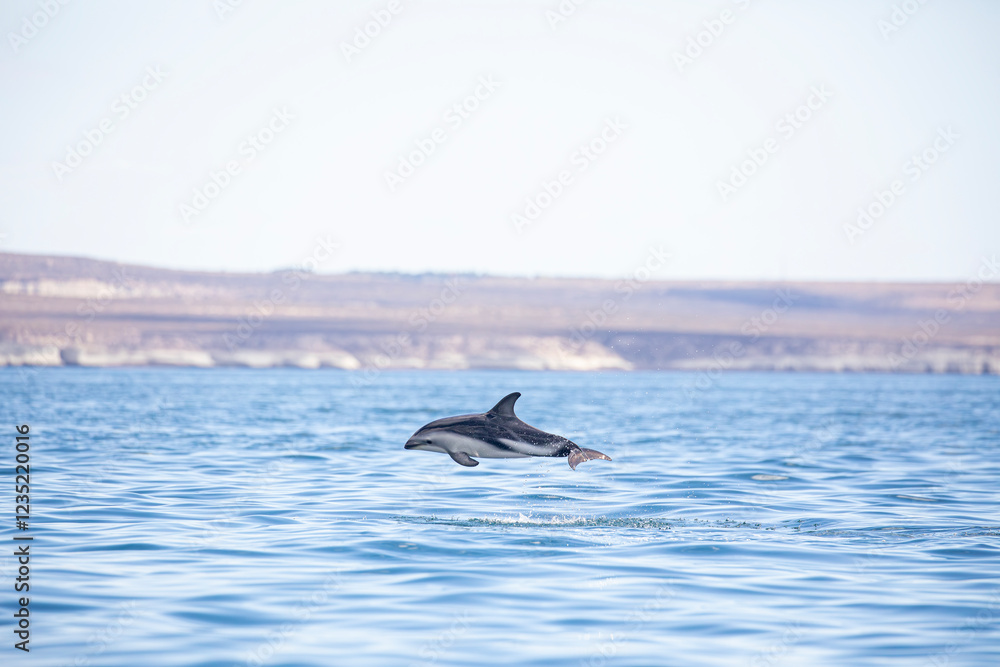 Fototapeta premium Delfin Oscuro Saltando - Patagonia