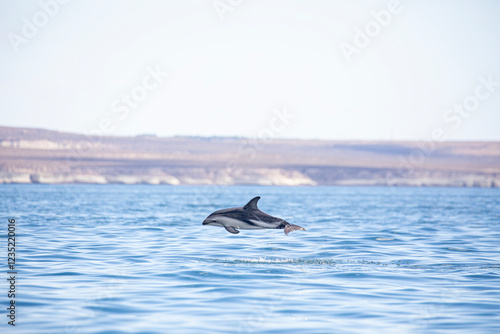 Delfin Oscuro Saltando - Patagonia photo