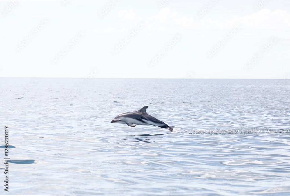 Fototapeta premium Delfin Oscuro Saltando - Patagonia