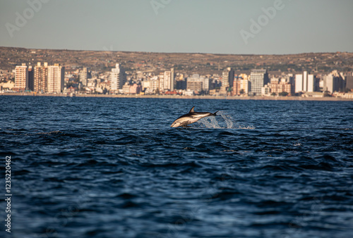 Delfin Oscuro Saltando - Patagonia photo