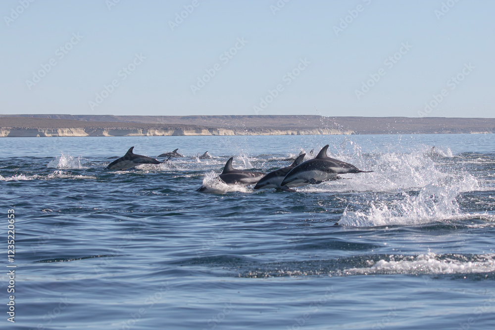 Fototapeta premium Delfin Oscuro Saltando - Patagonia