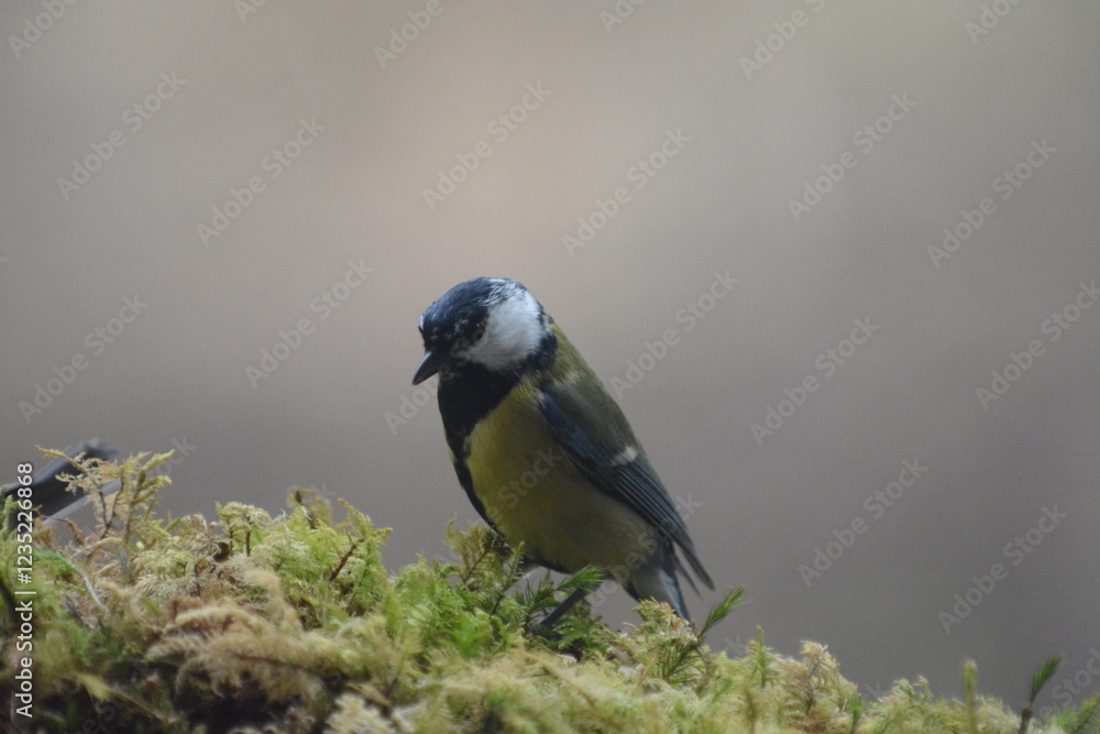 Obraz premium cinciarella