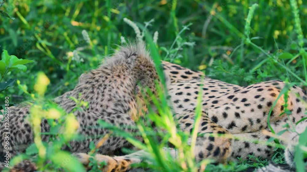 An epic shot of an African Cheetah mother feeding milk to her young ones. South Africa. An epic shot of an African Cheetah mother feeding milk to her young ones. South Africa.