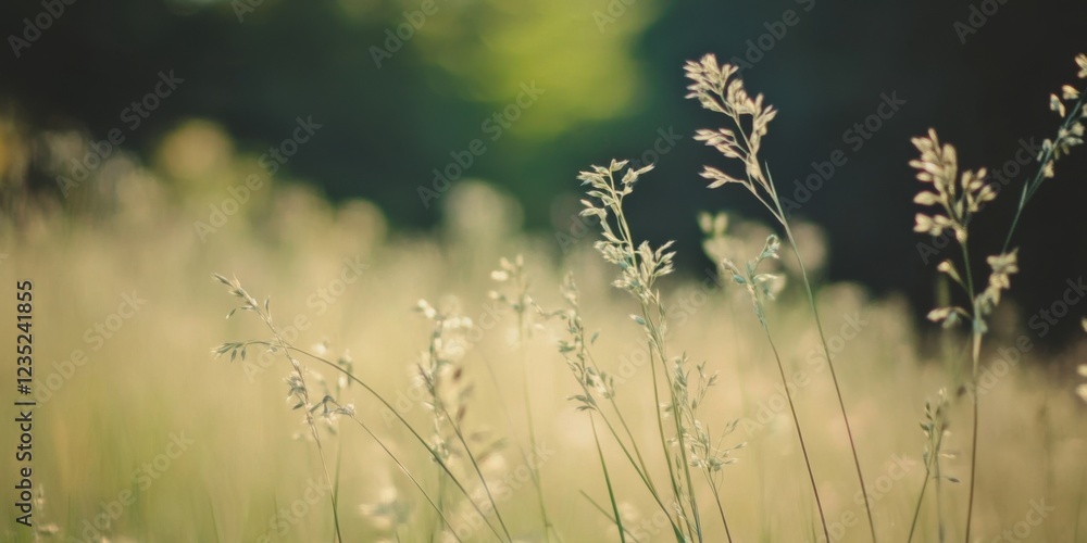 Peaceful and Serene Blades of Grass Gently Swaying and Dancing in a Beautiful Sunlit Field Peaceful and Serene Blades of Grass Gently Swaying and Dancing in a Beautiful Sunlit Field