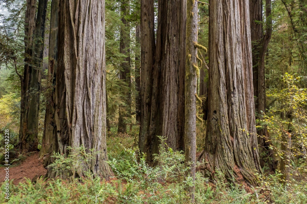 Massive redwood trees in a dense forest. Nature's grandeur. Jedediah Smith Redwoods State Park, Crescent City, California, USA Massive redwood trees in a dense forest. Nature's grandeur. Jedediah Smith Redwoods State Park, Crescent City, California, USA