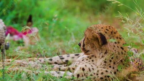 Footage of a Northeast African cheetah (Acinonyx jubatus soemmeringii) cub playing with her mother.