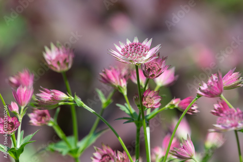 Close up of pink astrantia major flowers