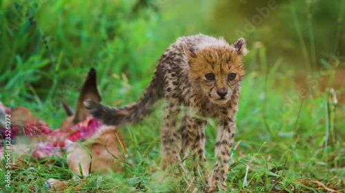 Apic shot of a Northeast African cheetah (Acinonyx jubatus soemmeringii) eating prey of her mother. photo