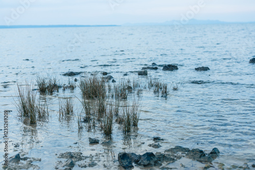 Bay with sea grass and stones at the seaside or beach at privlaka, close to zadar, croatia. Early morning autumn feeling.