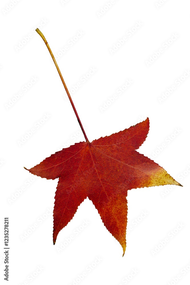 Red maple leaf changing color during autumn season