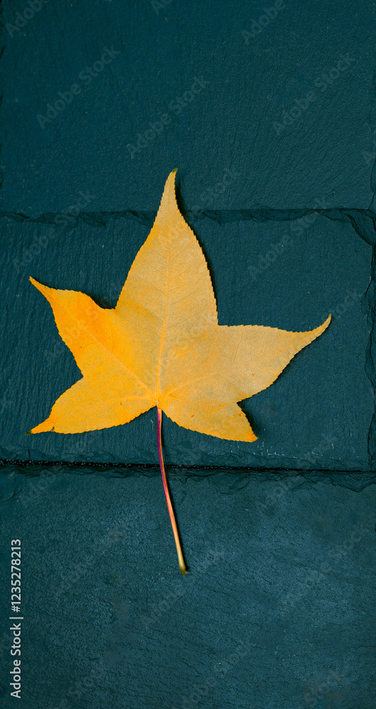 Vibrant yellow leaf lies on dark slate tiles, embracing autumn colors