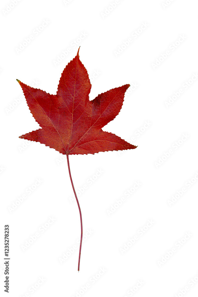 Red maple leaf showing autumn colors on white background