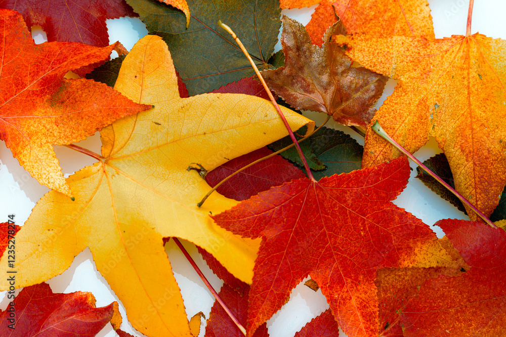 Colorful autumn leaves showing fall colors on white background