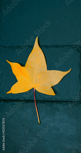 Obraz na płótnie Vibrant yellow leaf lies on dark slate tiles, embracing autumn colors w salonie