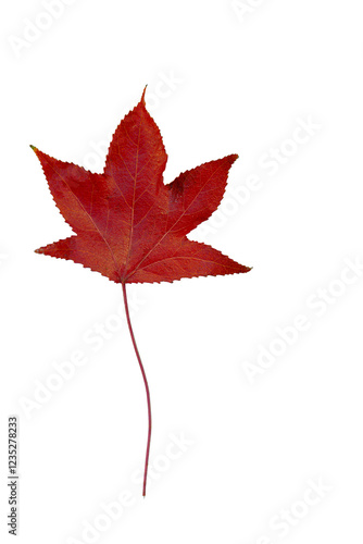 Obraz na płótnie Red maple leaf showing autumn colors on white background w salonie