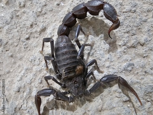 Black scorpion