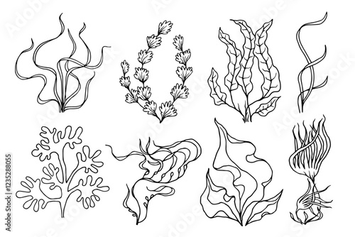 A set of line sketches of sea plants, various algae. Vector graphics.