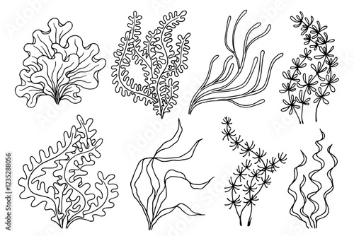 A set of line sketches of sea plants, various algae. Vector graphics.