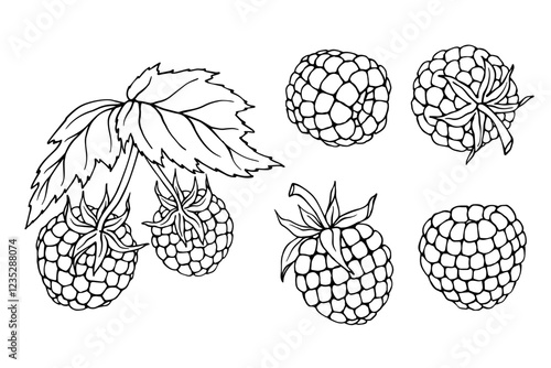 Set of sketches of summer berries sweet raspberries.Vector graphics.