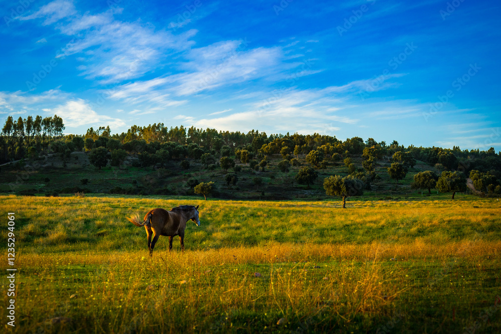 Obraz premium Horses in a wonderful field at sunset. Portuguese horses in the fields of Chamusca - Ribatejo - Portugal