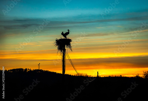 Storck nest at sunset in the plains of Chamusca - Ribatejo - Portugal  photo