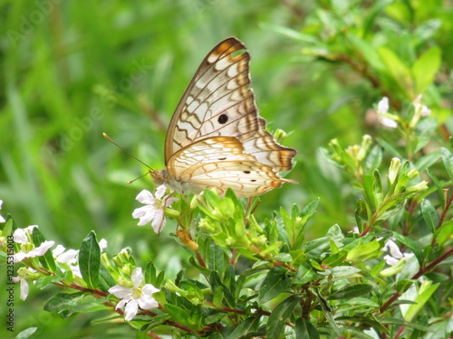 Borboletas. photo