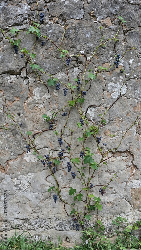 Weathered garden wall with wild grape vines green tendrils and small clusters of ripening purple fruit Weathered garden wall with wild grape vines green tendrils and small clusters of ripening purple fruit