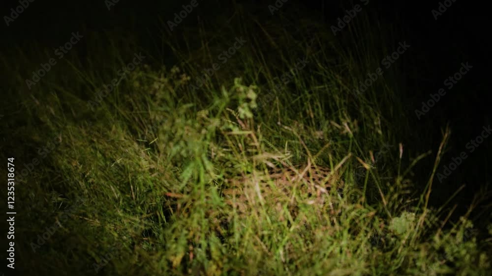 Close up of a serval (Leptailurus serval), a wild cat of south africa at night walking in grass. Close up of a serval (Leptailurus serval), a wild cat of south africa at night walking in grass.