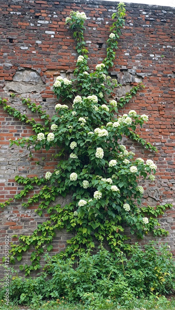 Brick wall reclaimed by climbing hydrangeas in bloom Brick wall reclaimed by climbing hydrangeas in bloom