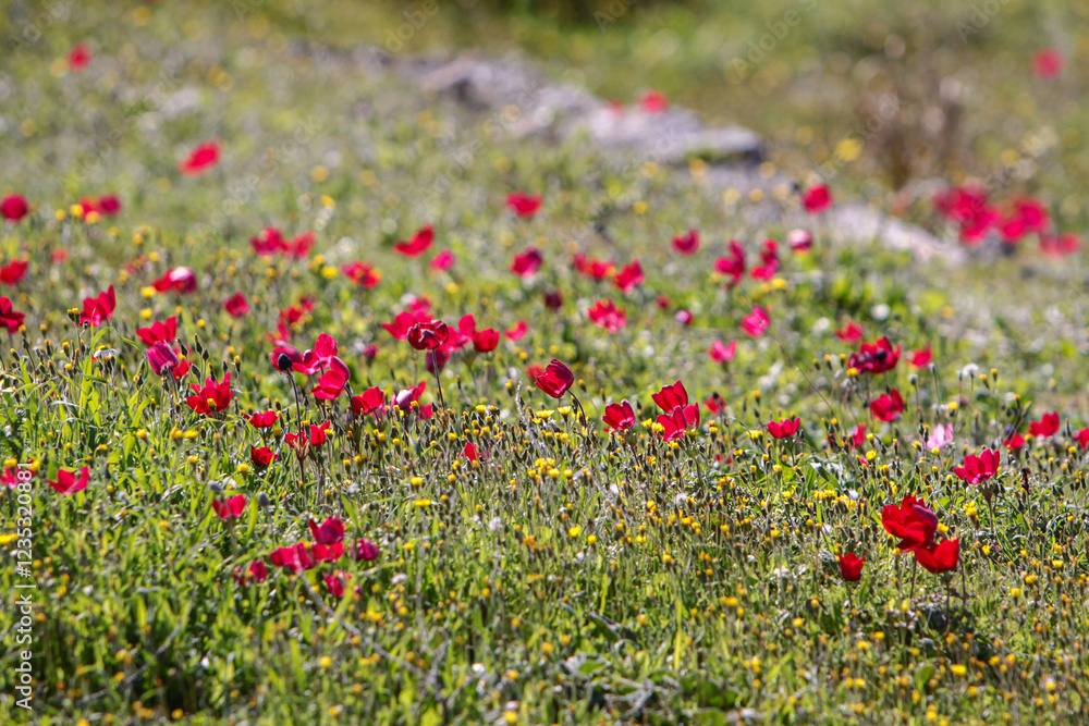 Wiese mit Kronen-Anemonen (Anemone coronaria)