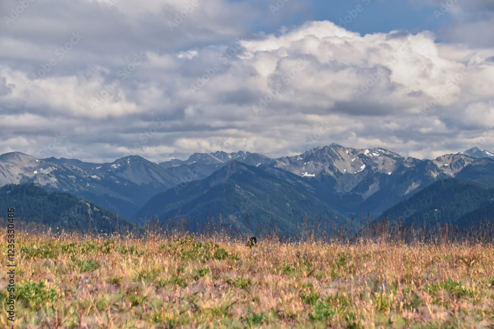 Hurricane Ridge Olympic National Park views from hiking trails by Port Angeles Washington USA Hurricane Ridge Olympic National Park views from hiking trails by Port Angeles Washington USA