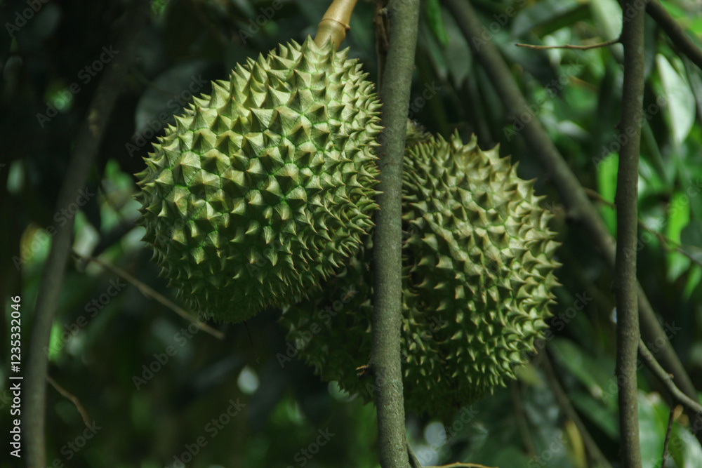 Superior durians are on lush trees with slender green leaves, and are ready to be harvested Superior durians are on lush trees with slender green leaves, and are ready to be harvested