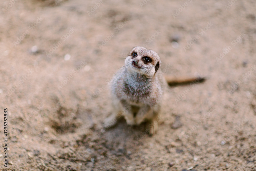 Fototapeta premium Meerkat standing on the ground and looking up