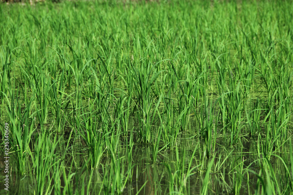 The fields are planted with young rice which is ready to grow and become rice The fields are planted with young rice which is ready to grow and become rice
