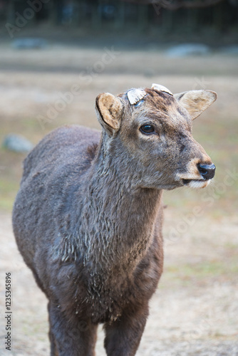 野生の鹿