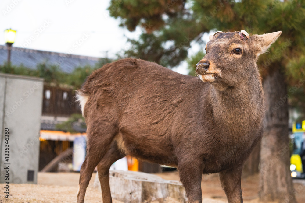Fototapeta premium 野生の鹿