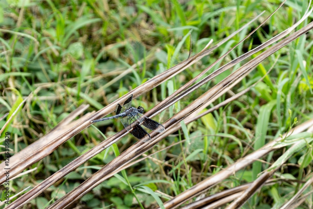 Band-winged dragonlet dragonfly (erythrodiplax umbrata) in Caribbean