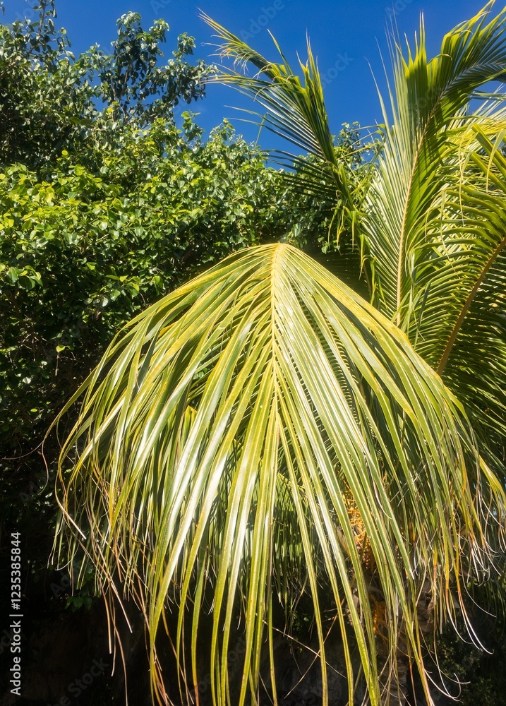 Coconut tree (Cocos nucifera) plant and its leaves, vertical image and sky