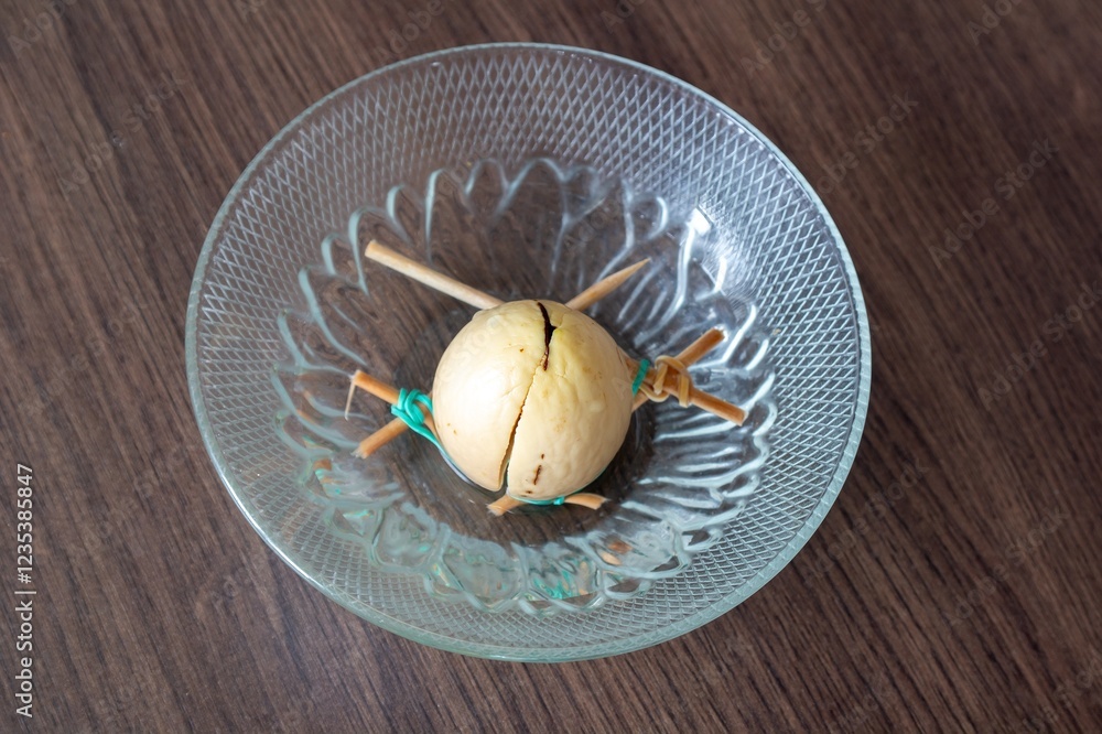 Avocado stone on wooden construction in water to take root