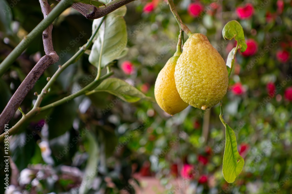 Citrus lemon tree with yellow round fruit