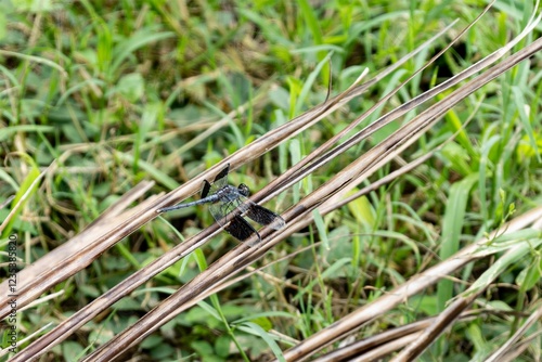 Obraz na płótnie Band-winged dragonlet dragonfly (erythrodiplax umbrata) in Caribbean w salonie