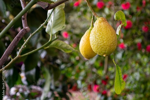 Obraz na płótnie Citrus lemon tree with yellow round fruit w salonie
