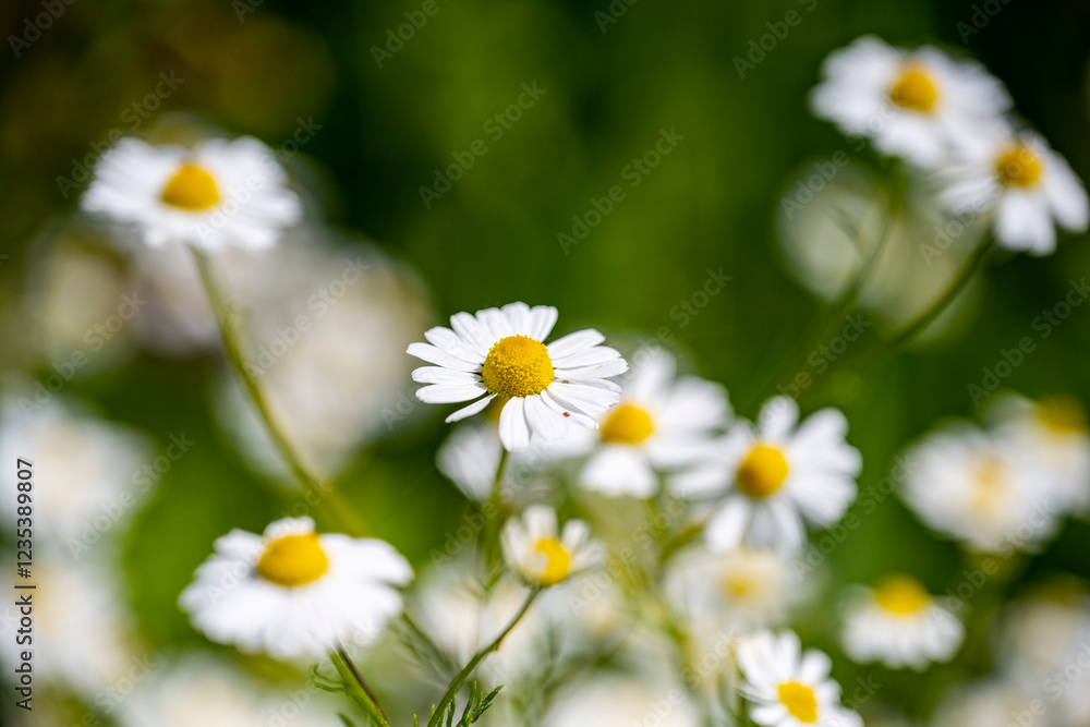 Marguerite daisy flower with green meadow as background Marguerite daisy flower with green meadow as background