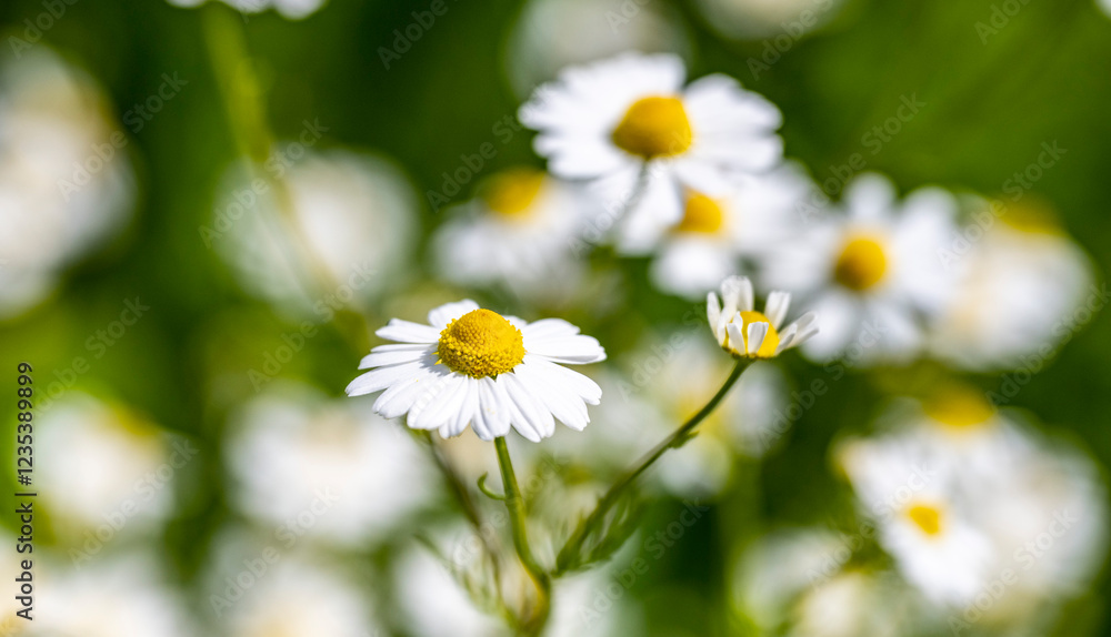 Fototapeta premium Marguerite daisy flower with green meadow as background