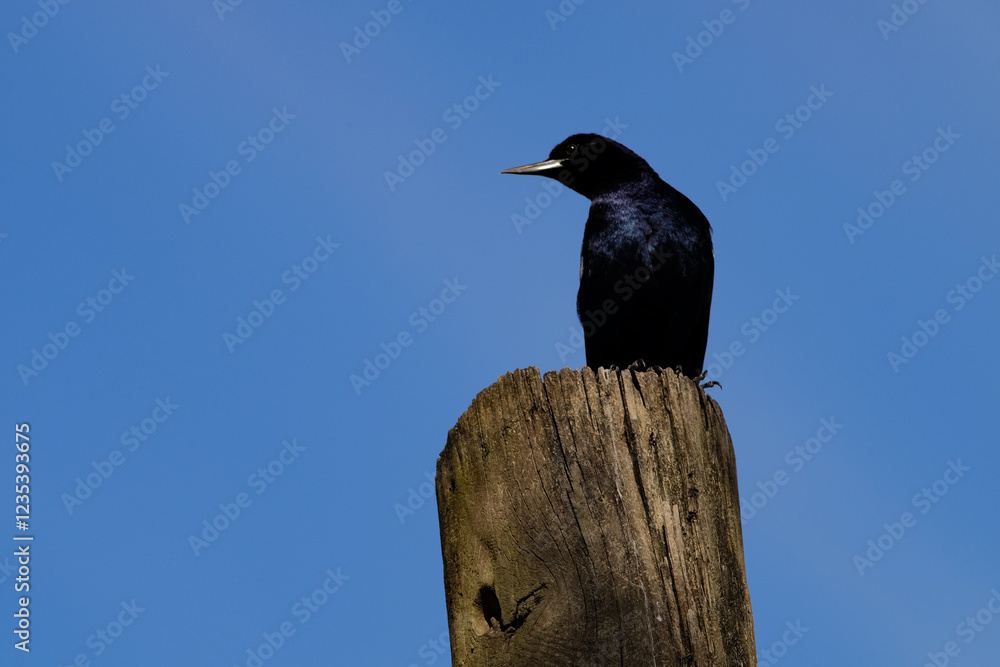 male Boat-tailed Grackle bird setting on a post in blue sky male Boat-tailed Grackle bird setting on a post in blue sky