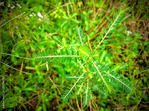 Meniran ( Phyllanthus urinaria ) is a type of plant that has a round, straight stem, the height of the plant can reach more than one meter in fertile soil conditions. photo