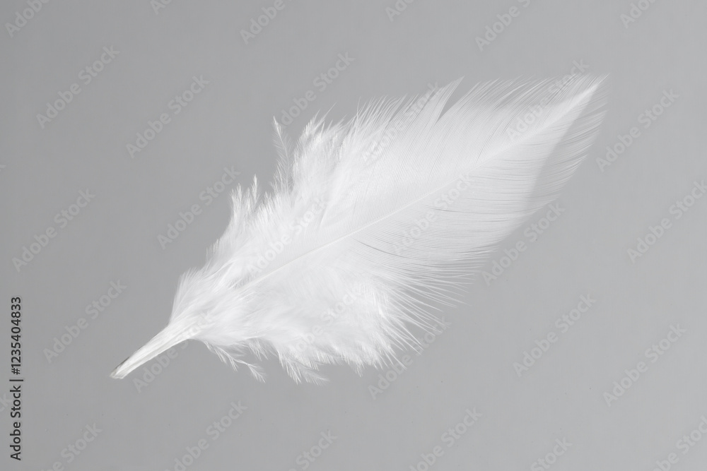 One white feather on light grey background One white feather on light grey background