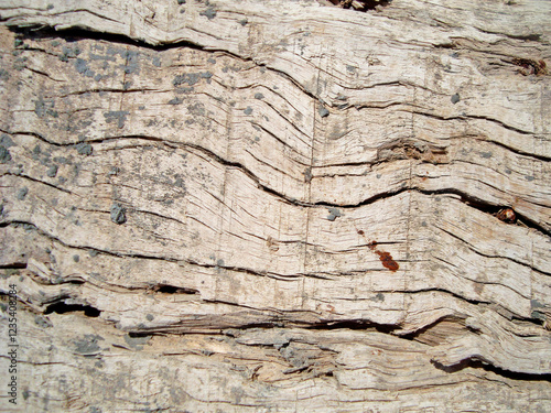 a very natural sharp wood photo from nature