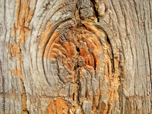 a very natural sharp wood photo from nature